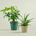 29001-2.webp