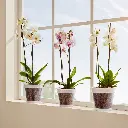 29041-1.webp