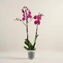 29041-2.webp